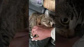 ReUnited after 3weeks,what is her Reaction? #meme #cat