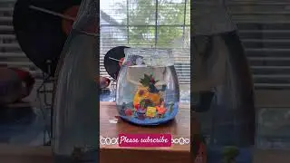 Look this this New model fish aquarium for all houses #shorts#short#ashortaday #fish#decor #home
