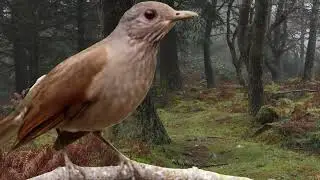 Sabiá Parda Paulista Canto mateiro