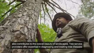 Tree Service Near Me | Miguel's Tree Service | Port Jefferson Station, NY