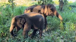 ASMR WITH ELEPHANTS! 🐘