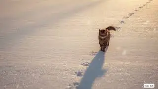 Chilled Winter Morning Vibes ❄️ | Lofi Beats to Relax, Study & Unwind | Cat Walking Through Snow at