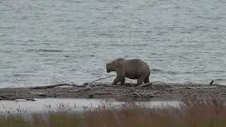 Katmai Bear 435 Holly The Queen of Katmai on the Spit and in the Lower River September 2023 HD