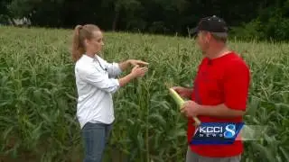 Iowa growers hope to have sweet corn ready soon