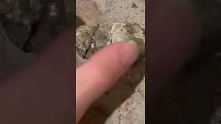 Brachiopod and Snail