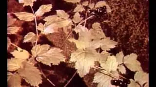 Operatorius Kipsas - Naujieji Nuotykiai 1965