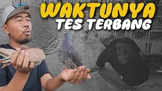 Cari Merpati Tinggian di Kios Merpati Bang ARUL Bekasi, Dapet Harga Miring Kualitas Player‼️