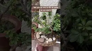 अमीर बनने का shortcut#money #bonsai #bonsaitree #beyondhorizonsquest #earn #viralvideo #trending #yt