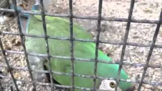 Evil macaw