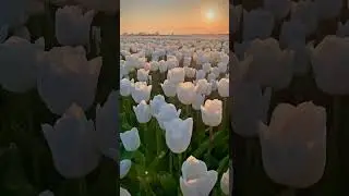 White tulip field