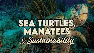 Sea Turtles, Manatees, and Sustainability in The Palm Beaches