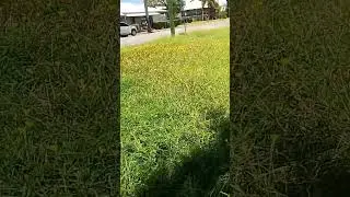 Grass Flowers #countrywalking #australia #countrywalks #travel #vacation # flowers