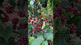 Vietnam New Crop Coffee 2024 2025 Update - Viego Global