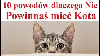 10 Reasons Why You Shouldn't Own a Cat