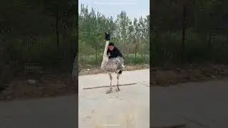 When the boy removed the blindfold from the ostrich's eye
