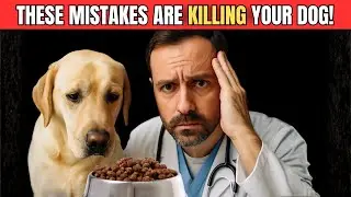 The Feeding Habits That Could Be Cutting Your Dog&rsquo;s Life Short &ndash; Vet Alert
