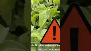 Boldo leaves Need to be Used in Moderation 💞#shorts  💖 #plants