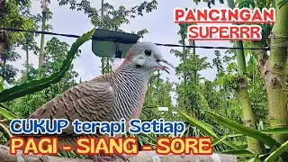 Suara SUPER Kutut Liar Turun Mental Dengar Ini