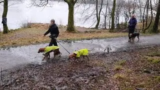 Canes & Lamber's first training passing other dogs