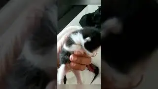 Story of a cat named ....Muezza ... Episode 1