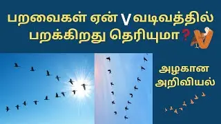 Why do birds fly in a V shape | ஏன் பறவைகள் V வடிவில் பறக்கிறது❓