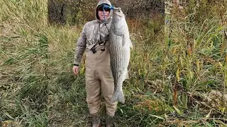 Summer SALTWATER Fishing for striped bass (Bay of Fundy)