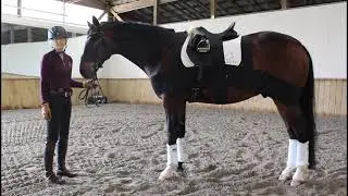 ProSix Equine as reviewed by Felicitas von Neumann-Cosel