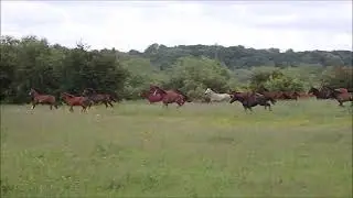 Grote kudde rennende Paarden/Large herd of running wild horses