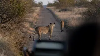 Xanatseni Private Camp / Klaserie Private Nature Reserve / Cinematic Video #travelbrandafrica