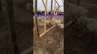 Goats in Breeding Mode POV - A Must-See Animal Behavior Experience! #GoatLife #AnimalBehavior