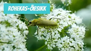 Rohekas-&otilde;iesikk (Lepturobosca virens)