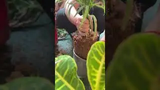 Plant Parent Routine: Check Roots, Refresh Soil, Upgrade Pots, Repeat 🪴