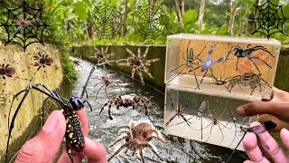 I Found Giant Golden Orb Spider In Around Me !! StrawBerry Spider, Fishing Spider, Golden Web Spider