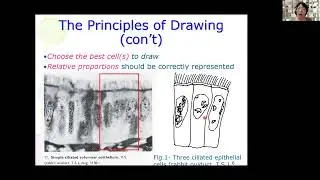 Biological Drawing | Detailed drawing | Lesson 1-8 | YH Ho