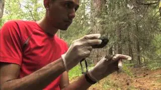 Mountain Yellow Legged Frog Tracking Update