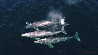 Gray whale rush hour
