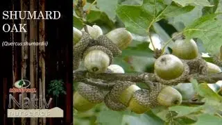 Shumard Oak (Quercus shumardii)