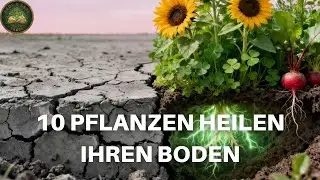 10 Pflanzen, die toten Boden in Deutschland wieder zum Leben erwecken | Erde & Erbe