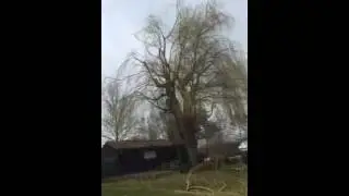 Snoei treurwilg