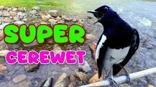 PANCINGAN KACER; super cerewet 