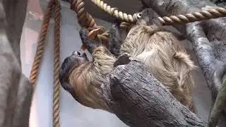 Two-toed Sloth eating a sweet potato at NCMNS