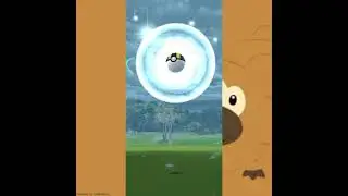✨BidoOf✨ Finally / BidoOf event #Pokemongo #BidoofEvent #shinyhunter