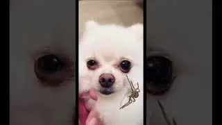 Spider-Dog 🕸 | pao_family