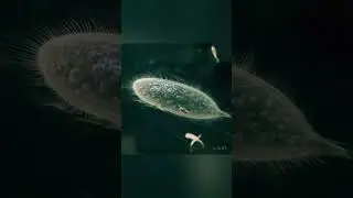 Paramecium in Motion &ndash; A Journey Through the Micro World