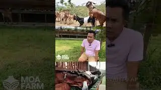 Smart Breeding: Improve Genetics, Increase Profit! | Goat Farming & Livestock Management