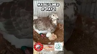 Newly Hatched Masili Line 🕊️ | First Movements & Strong Cock Care