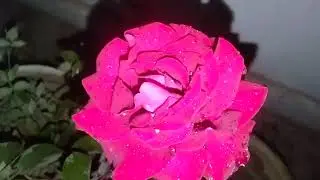 Beautiful rose view at night 💕 #rose #gardening