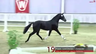 19 Junghengst v. Finest - Lord Sinclair I