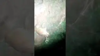 frog loud sound close up shot