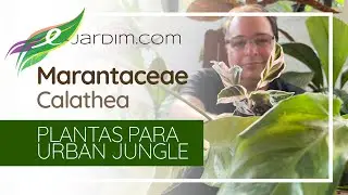 Calathea 'Electric Shock', Calathea 'Emperor' e Catalhea 'White Fusion' | S&iacute;tio E-jardim